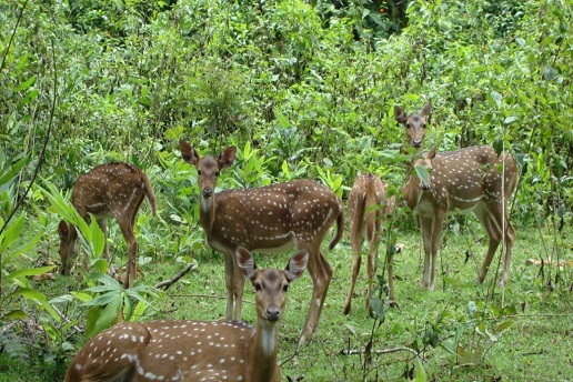 dandeli